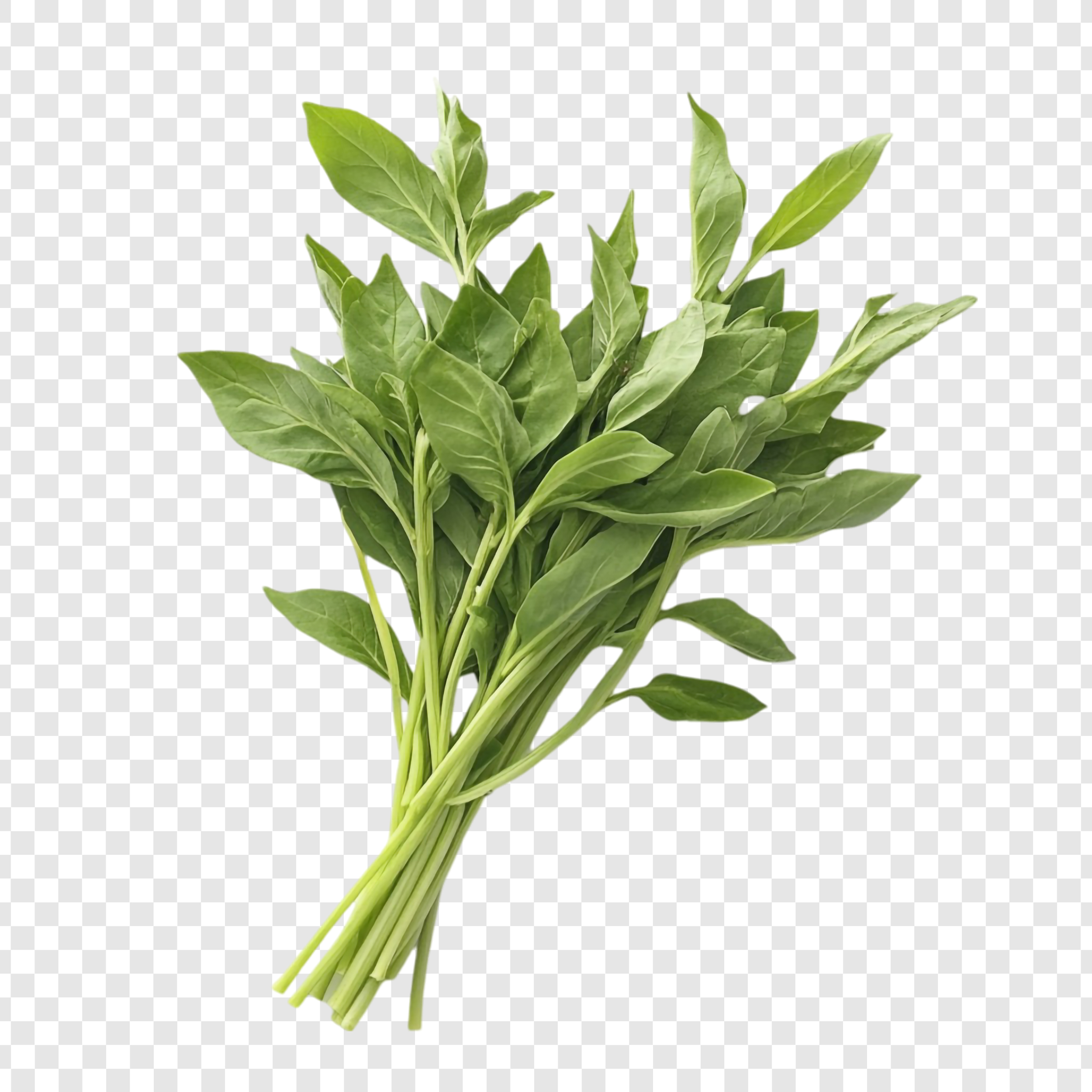 โหระพา (Thai Basil) - Image 3