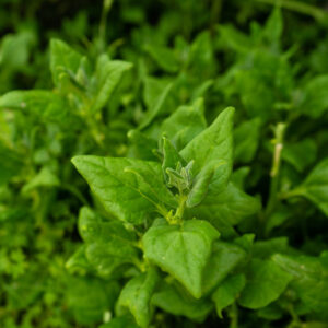 กะเพรา (Holy Basil)