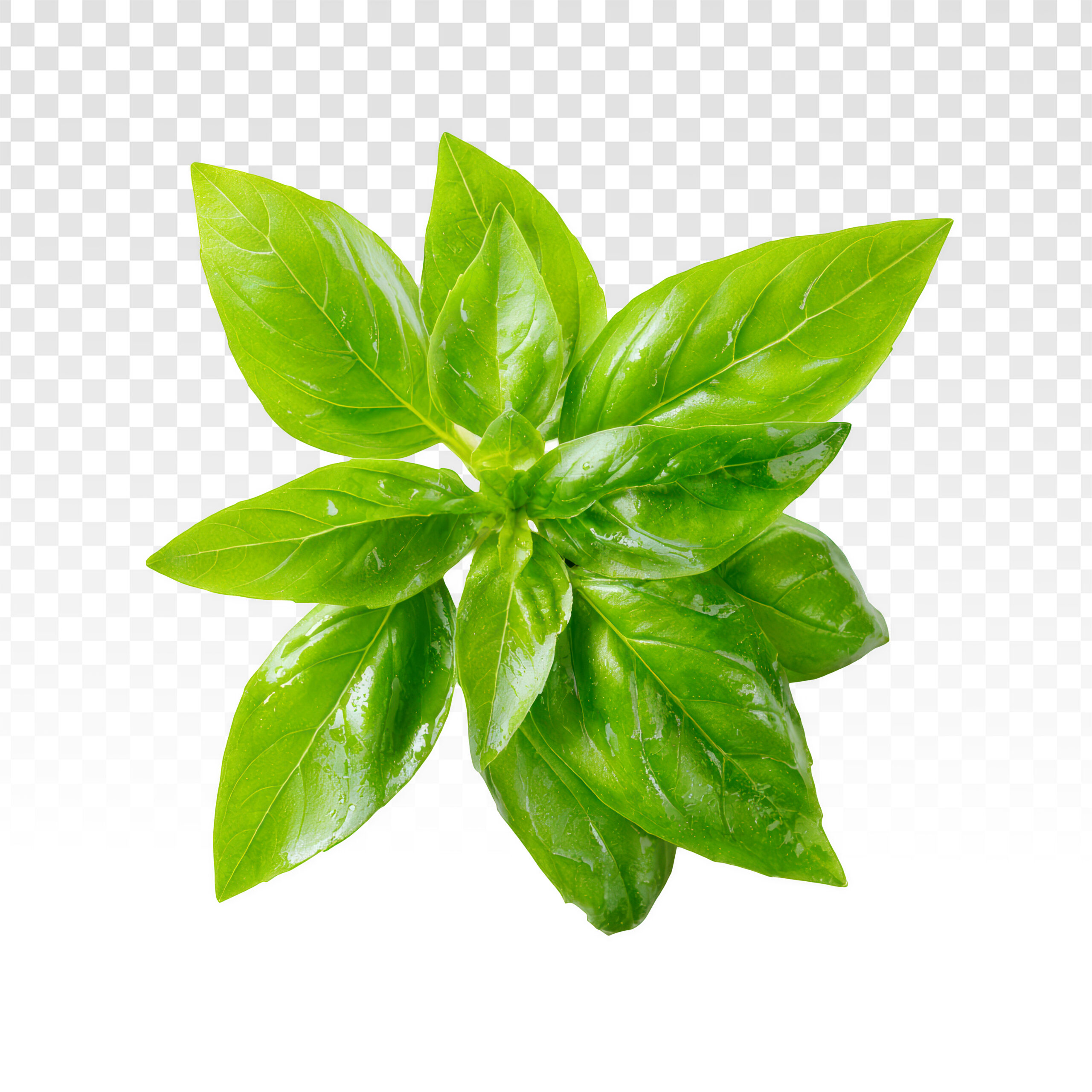 โหระพา (Thai Basil) - Image 2