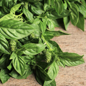 โหระพา (Thai Basil)