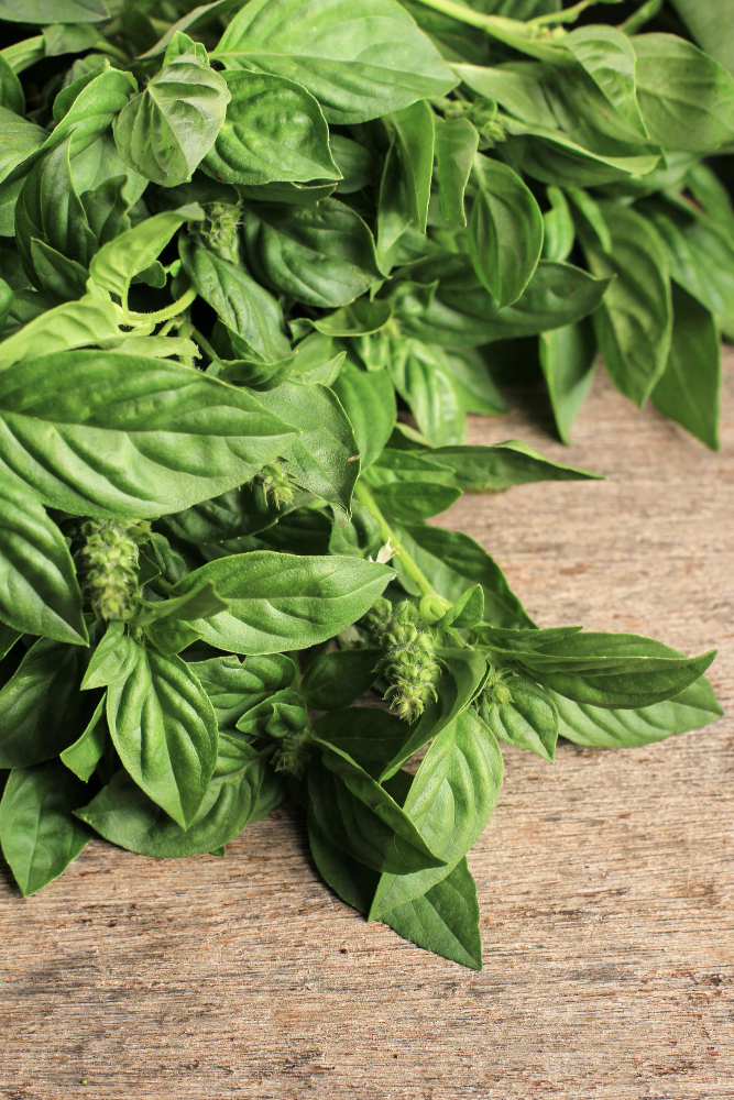โหระพา (Thai Basil)