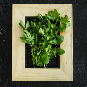 ผักชี (Coriander / Cilantro)
